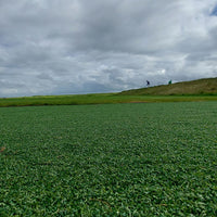 Thumbnail for TEE Green Golf Putting Green Grass
