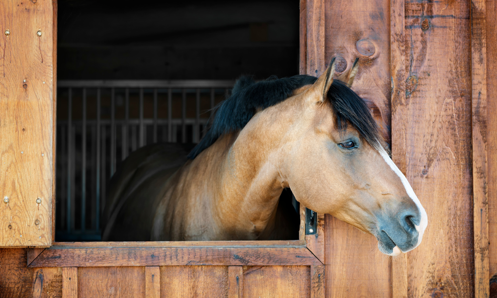 Discover the Best Horse Stall Flooring: Rubber Mats for Safety, Hygiene, and Durability