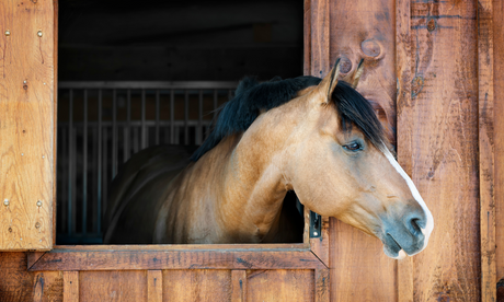 Discover the Best Horse Stall Flooring: Rubber Mats for Safety, Hygiene, and Durability