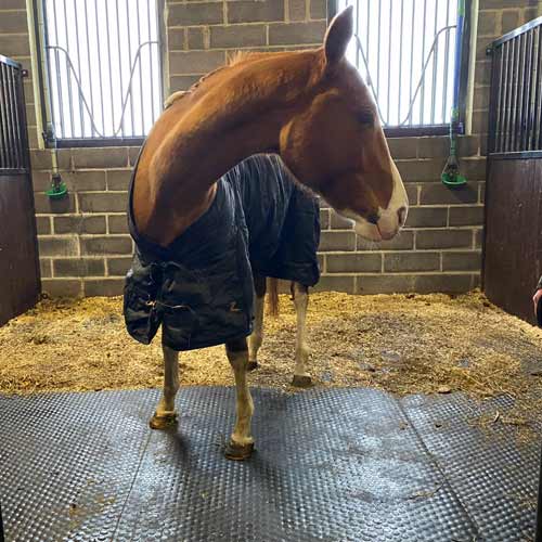 Horse in a stall with Stable Matting