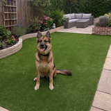 Pet Friendly Lawn Grass | Grass for Pet Areas/Doggy Day-Care/Kennels